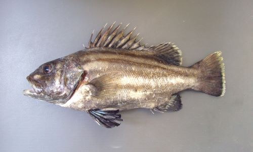 オオクチイシナギ 魚類 市場魚貝類図鑑