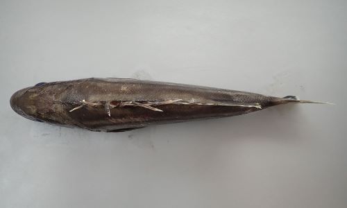 お魚 オオクチイシナギ | 魚類 | 市場魚貝類図鑑