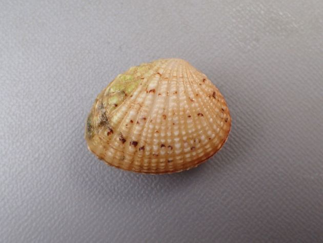 shell lengh（殻長）3.5cm前後になる。