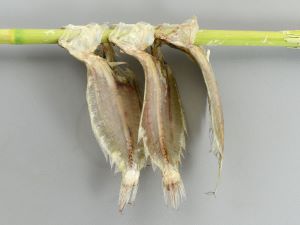 クリックで拡大表示