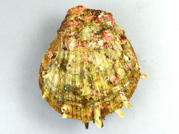 貝殻は楕円形に近く、貝殻は厚みがあり硬く、両貝殻ともふくらみは強い。貝殻は紫がかった灰色。貝殻状に突起を持つ。強い数本の放射肋があり間に細かい放射録がたくさんある。［Shell height 100mm,  Shell lenght 87mm　貝殻のふくらみ55mm　徳島県海部郡海陽町宍喰］
