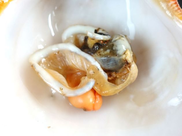 メンガイの塩ゆで