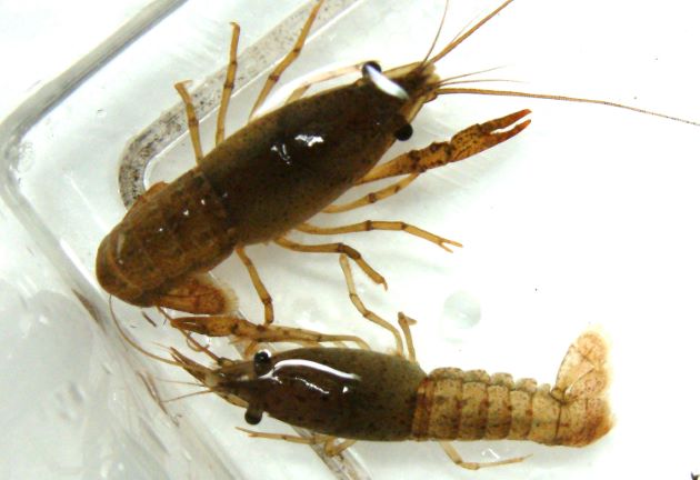 アメリカザリガニ | 甲殻 | 市場魚貝類図鑑
