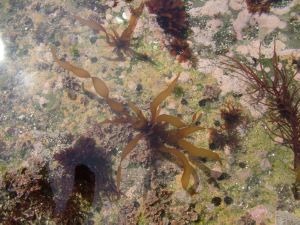 クリックで拡大表示