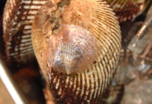 クリックで拡大表示