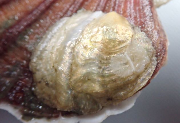 直径4-5cm前後。貝殻は光を透過するほど非常に薄い。貝殻の色は赤みを帯びたもの、黄色みを帯びたもの、白いものなど多彩。右の貝殻の表面には放射肋に見える筋状の隆起が出るものと、ないものがある。左貝殻には足糸を出すための正円状の孔がある。［ホタテガイの放射肋に影響を受けて偽肋が出たアラナミマガシワタイプ］