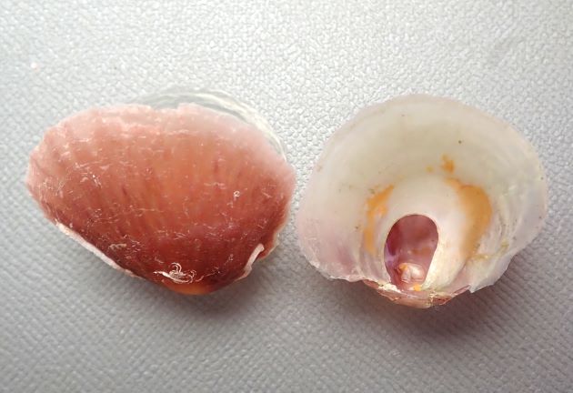直径4-5cm前後。貝殻は光を透過するほど非常に薄い。貝殻の色は赤みを帯びたもの、黄色みを帯びたもの、白いものなど多彩。右の貝殻の表面には放射肋に見える筋状の隆起が出るものと、ないものがある。左貝殻には足糸を出すための正円状の孔がある。［ホタテ稚貝に付着］