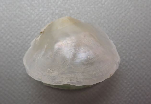 直径4-5cm前後。貝殻は光を透過するほど非常に薄い。貝殻の色は赤みを帯びたもの、黄色みを帯びたもの、白いものなど多彩。右の貝殻の表面には放射肋に見える筋状の隆起が出るものと、ないものがある。左貝殻には足糸を出すための正円状の孔がある。［ホタテ稚貝に付着］