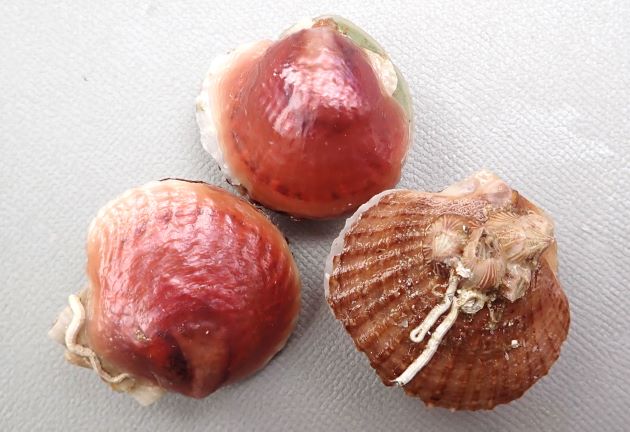 直径4-5cm前後。貝殻は光を透過するほど非常に薄い。貝殻の色は赤みを帯びたもの、黄色みを帯びたもの、白いものなど多彩。右の貝殻の表面には放射肋に見える筋状の隆起が出るものと、ないものがある。左貝殻には足糸を出すための正円状の孔がある。［ホタテの稚貝に付着］