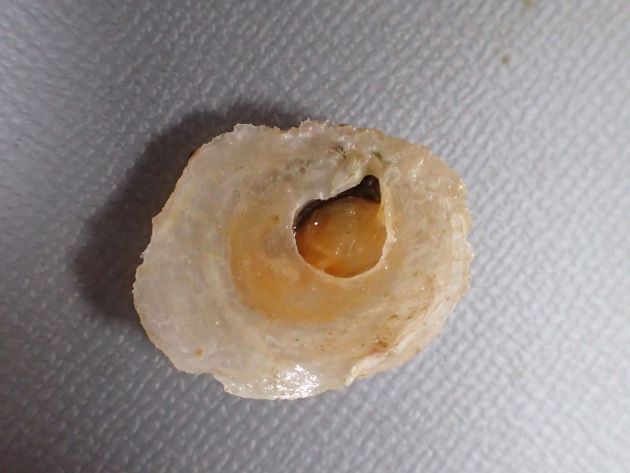 直径4-5cm前後。左貝殻には足糸を出すための正円状の孔がある。