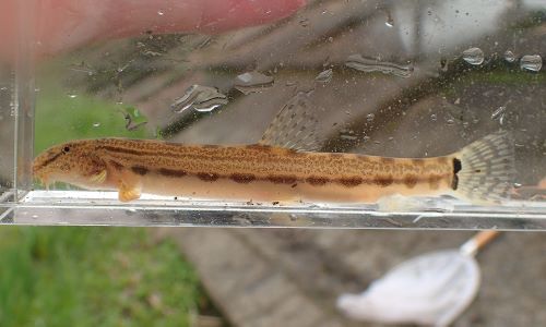 オオシマドジョウ 魚類 市場魚貝類図鑑 オオシマドジョウ 魚類 市場魚貝類図鑑