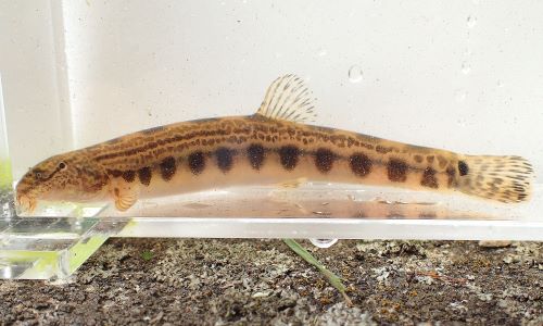 ニシシマドジョウ 魚類 市場魚貝類図鑑
