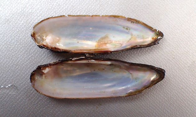 殻長10-20cmになる。褐色の殻皮を被る。