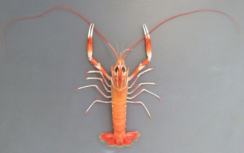 体長18センチ前後になる。アカザエビよりもやや小振り。細長く身体にとくに斑文はなく薄いレンガ色。ハサミ、ハサミ脚に濃い赤色と白の帯がある。