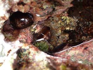 クリックで拡大表示