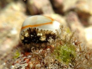 ハナビラダカラ 軟体 市場魚貝類図鑑
