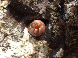 クリックで拡大表示