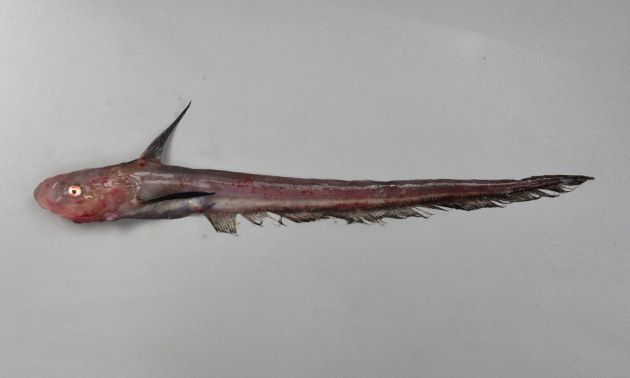胸鰭が長いタナベシャチブリ型があるが総てシャチブリ。古くはタナベシャチブリとしていたものは小型が多いことから、小型は胸鰭が長いのかも。