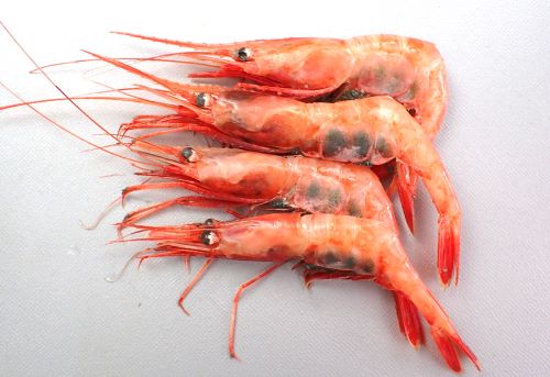 あまえび ホッコクアカエビ (アマエビ) | 市場魚貝類図鑑