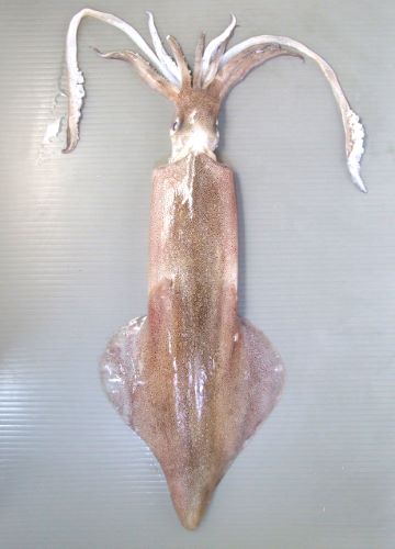 外套長雄で41cm前後、雌で32cm前後になる。外套膜の腹麺に紫がかった褐色の縦の断片的な筋が走る。