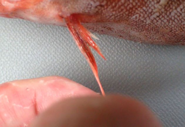腹鰭は糸状ではなく皮膜があり普通の形状をしている。