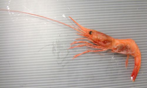 ホンホッコクアカエビ (アマエビ) | 市場魚貝類図鑑