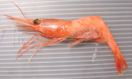 ホンホッコクアカエビ (アマエビ) | 市場魚貝類図鑑
