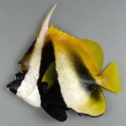 ハタタテダイ属について 生物一覧ー 市場魚貝類図鑑