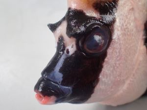 クリックで拡大表示