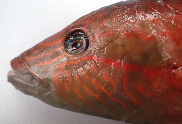 ほおから鰓蓋上にある褐色の筋は鰓蓋後部まで達する。