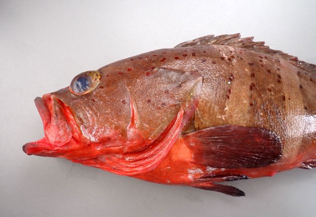 43cm SL 前後になる。体色は決して青くない。頭は前方にやや丸みがあり体高があり５本の暗色横帯がある。暗色横帯の縁にそって濃い褐色、赤褐色の斑点があるが、あまり多くはない。赤褐色のドットは目の中にも見られる。［43cm SL・3.137kg］