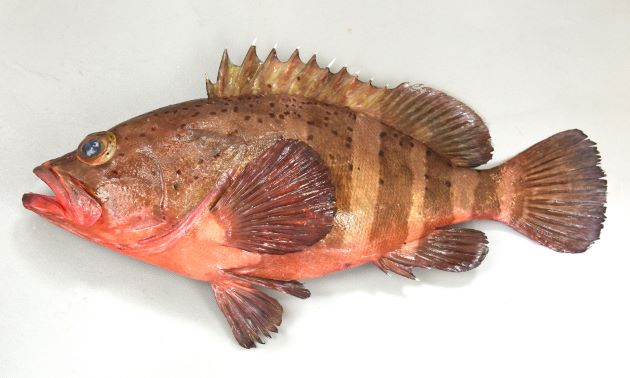 コクテンアオハタの形態写真