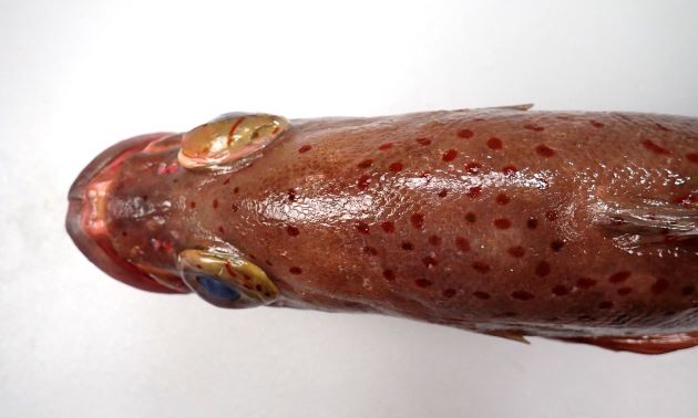 43cm SL 前後になる。体色は決して青くない。頭は前方にやや丸みがあり体高があり５本の暗色横帯がある。暗色横帯の縁にそって濃い褐色、赤褐色の斑点があるが、あまり多くはない。赤褐色のドットは目の中にも見られる。［43cm SL・3.137kg］
