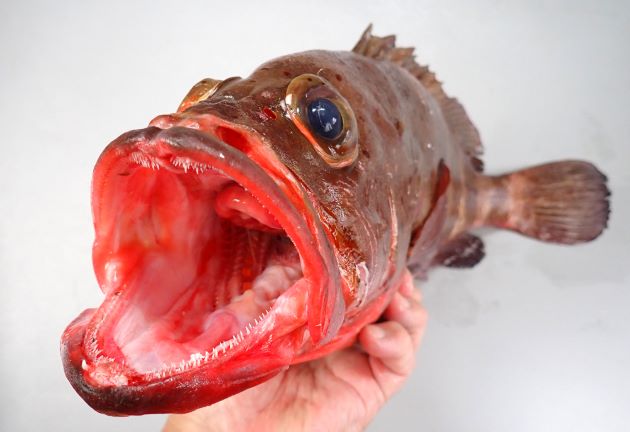43cm SL 前後になる。体色は決して青くない。頭は前方にやや丸みがあり体高があり５本の暗色横帯がある。暗色横帯の縁にそって濃い褐色、赤褐色の斑点があるが、あまり多くはない。赤褐色のドットは目の中にも見られる。［43cm SL・3.137kg］