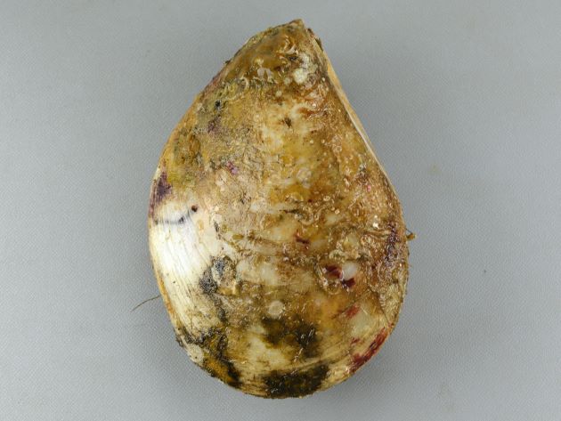 SH（殻高）17cm前後になる。貝殻は白く陶器質で大型で楕円形に近い。