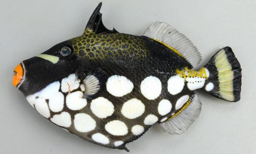 モンガラカワハギ 魚類 市場魚貝類図鑑