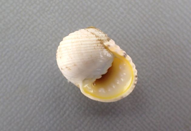 SL(殻長)20mm前後になる。全体に丸く螺塔はあまり高くならない。螺肋は強く、白・ベージュの地に黒い斑紋が出ることがある。ふたはすべすべして、爪状の突起がある。内唇、外唇ともに強い歯がある。