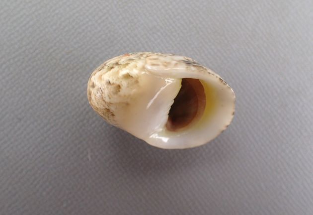 SL（殻長）25mm前後になる。螺塔は突出しない。殻口はレモンイエローで歯は低く目立たない。