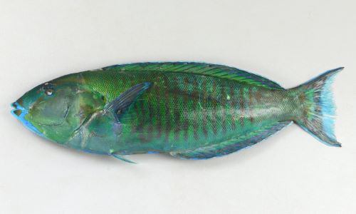ナメラベラ 魚類 市場魚貝類図鑑