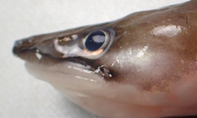 TL 1m前後。アナゴとしてはやや細長く、背鰭は胸鰭の中央付近まで到達する。目の後方に側線孔が３つある。