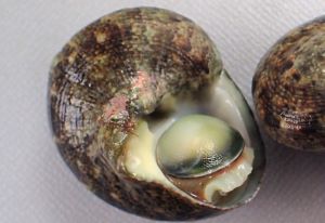 クリックで拡大表示