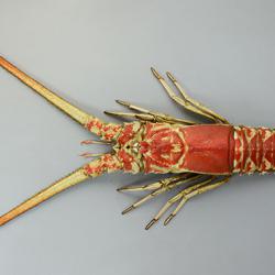 ハコエビ | 甲殻 | 市場魚貝類図鑑