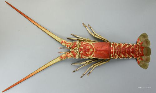 ハコエビ | 甲殻 | 市場魚貝類図鑑