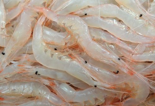シラエビ シロエビ 市場魚貝類図鑑