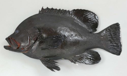 SL 36cm前後になる。口の周辺が赤い。D Ⅸ(背鰭棘 9)。尾鰭の後縁が白く、胸鰭の後ろも白い1本の横縞(薄く見えにくい個体もある)がある以外は真っ黒。体高があり、腹鰭に鰭膜がある。