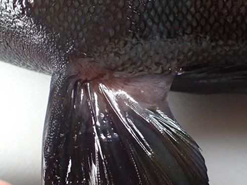 腹鰭に鰭膜がある。