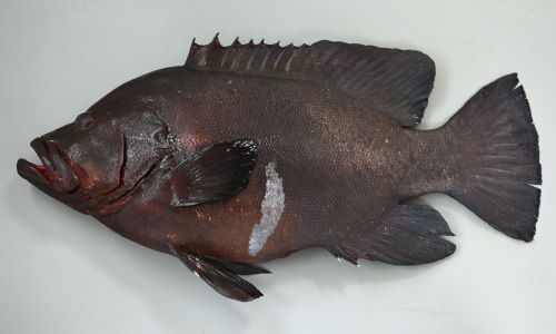 クロハタ 魚類 市場魚貝類図鑑 クロハタ 魚類 市場魚貝類図鑑