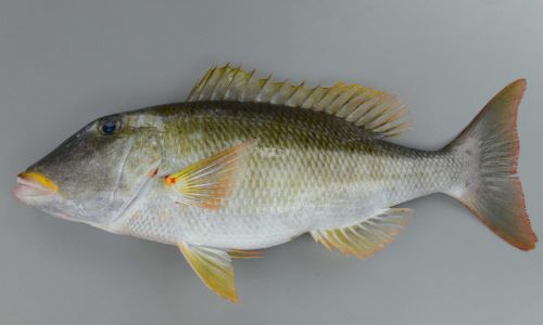 SL 55cm前後になる。フエフキダイ科ではやや細長い。胸鰭裏(脇の下)に鱗がなく、胸鰭のつけ根に赤い斑紋があり、裏側にはもっと大きな赤い斑紋がある。上唇が黄色い。