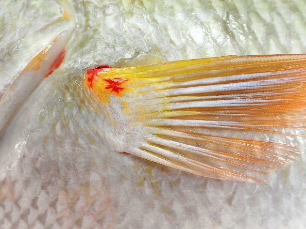 胸鰭裏（脇の下）に鱗がなく、胸鰭のつけ根に赤い斑紋があり、裏側にはもっと大きな赤い斑紋がある。