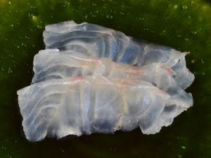 クリックで拡大表示